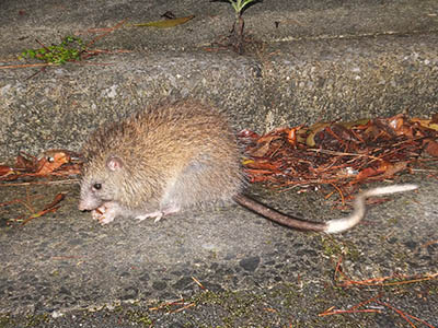 写真：路肩で採食するケナガネズミ