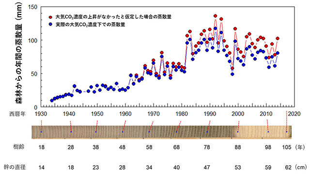 図：スギの年輪から推定した森林の蒸散量と対応する年輪
