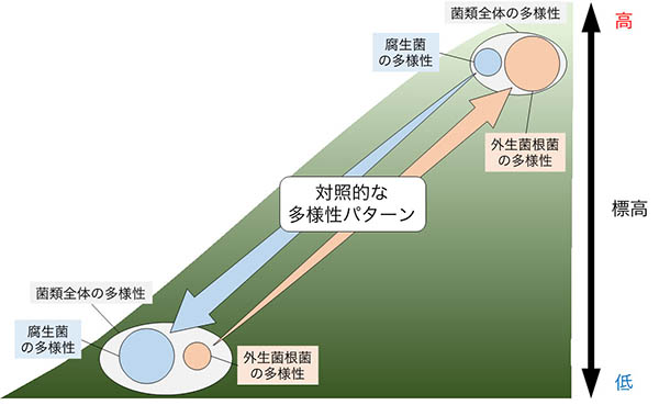 図：冷温帯林における標高に沿った土壌菌類多様性の分布パターン