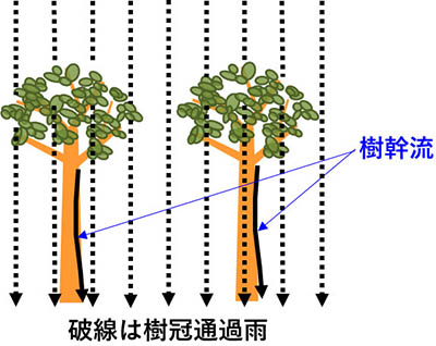 図：森林内で観察される雨水の模式図