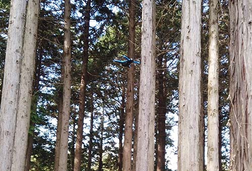 図：Skydio2の林内飛行の様子