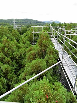写真（右）：林冠アクセス用の足場の上部