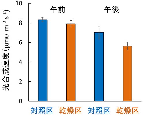 図 土壌が強く乾燥した夏のスギ成木の針葉における午前と午後の光合成速度