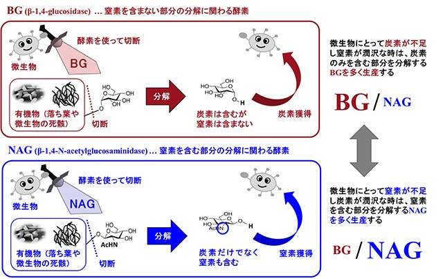 図1 土壌中の微生物に不足する養分を予測するための定説