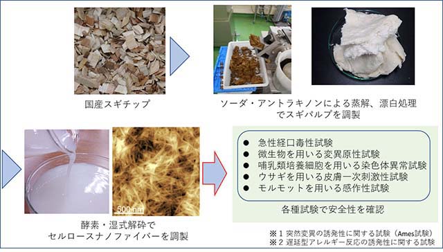 図：スギからCNF製造のためのプロセスと安全性評価