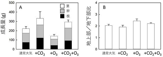 図：シラカンバの成長量と重量の地上部／地下部比