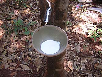 写真右：回収されたゴムノキの樹液