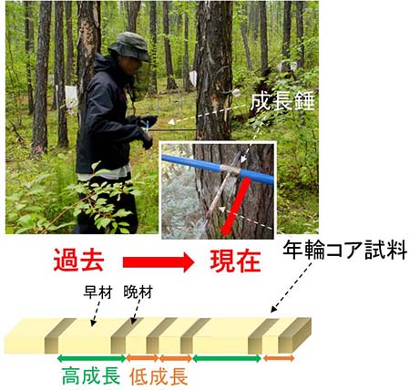 図1：樹木年輪生態学的手法の概要