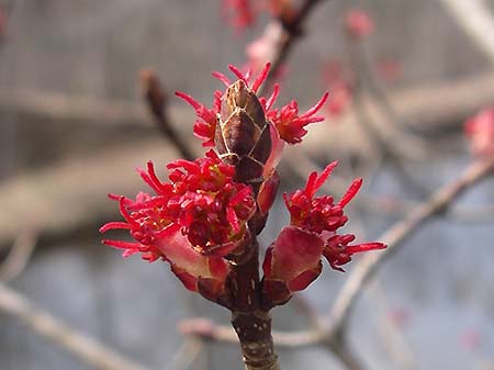 写真2：ハナノキの雌花