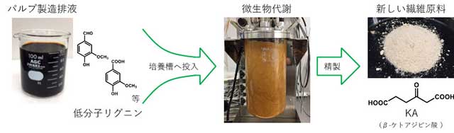 図：低分子フェノール類を単一のKAに集約