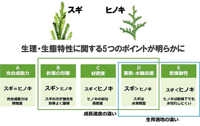 図：スギとヒノキの能力の概略図
