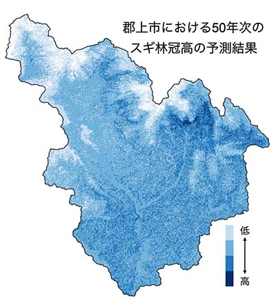 図2：郡上市における50年次のスギ樹冠高の予測結果