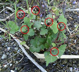 写真1：シカに枝葉を食べられた下草