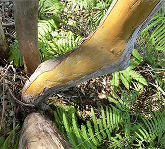 写真2：シカが木の皮を食べたあと