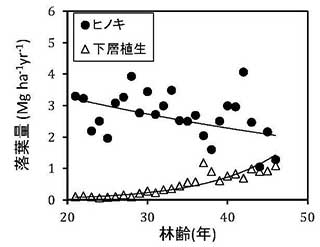 図（左）：林齢に対するヒノキと下層植生の落葉量の変化