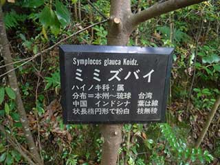 写真2：樹木園のミミズバイ