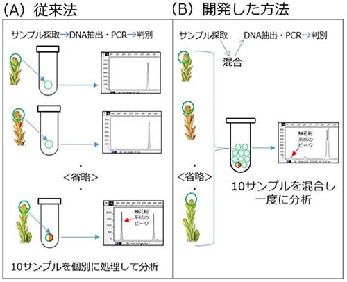 図1：スギ10本のサンプルを従来法と開発した方法で分析する模式図