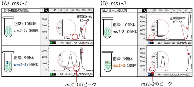 図2：無花粉スギの原因遺伝子（MS1）について開発した方法で判別する場合の模式図