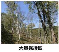 写真3：調査した保持林業の実証実験区の様子（大量保持区）