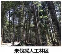 写真4：調査した保持林業の実証実験区の様子（未伐採人工林区）