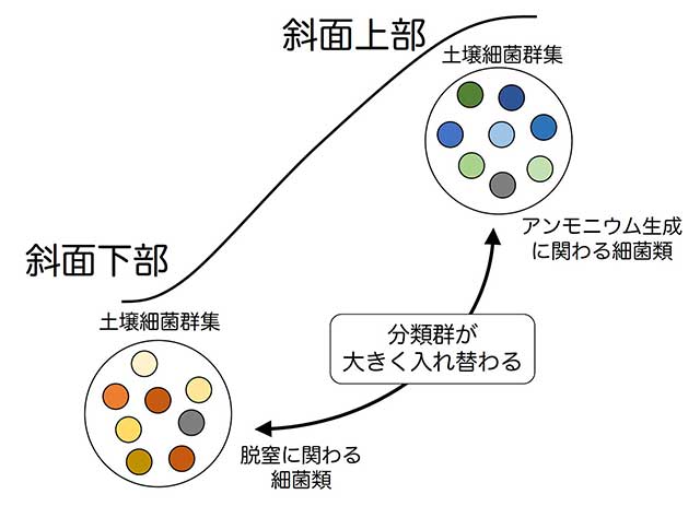 図：本研究で明らかになった斜面位置ごとの土壌細菌類の組成の違いのイメージ図