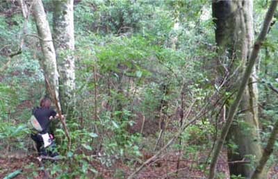 写真：調査地点の低山のひとつである御前山のブナ林