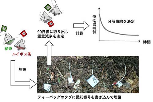 図1：ティーバッグ法の概要