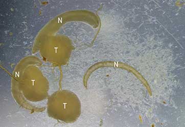 写真（右）：ゲニタリコラの寄生を受けたマツノマダラカミキリ精巣
