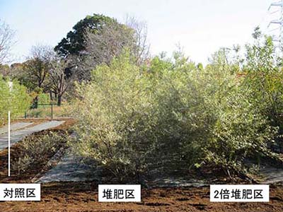写真1：実験終了時のコゴメヤナギ