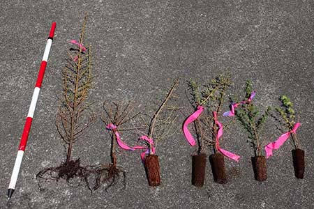 写真：植栽試験に用いた7種類のカラマツ苗木