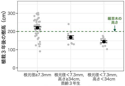 図：植栽苗木の大きさ・苗齢