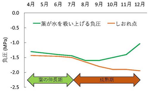 図：葉が水を吸い上げる負圧としおれ点の季節変化の模式図