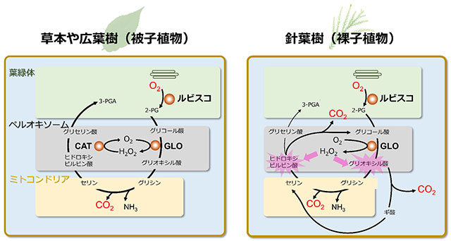 図：裸子植物と被子植物の光呼吸の違い