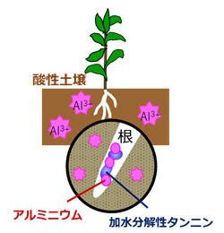 図1：加水分解性タンニンによるアルミニウム無毒化機構