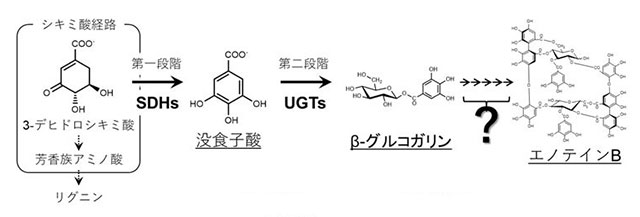 図2：加水分解性タンニン生合成経路