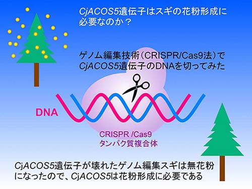 図：研究の概要