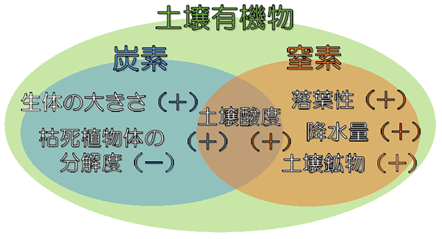図1：熱帯林の土壌有機物を構成する炭素と窒素の動きに関わる要因