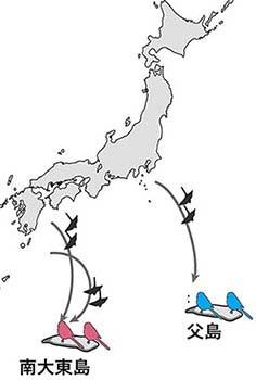 図：父島と南大東島の集団定着の比較