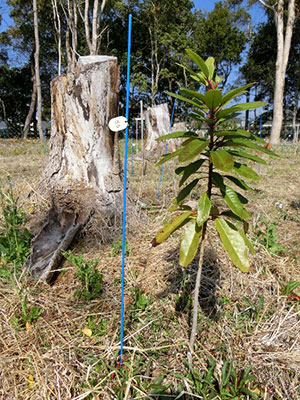 写真1：元気に伸びるヒメユズリハと、枯れて伐倒されたクスノキの切り株
