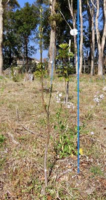 写真2：シカに葉を食べられて軸だけになったマサキ