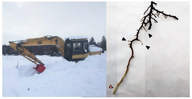 写真：積雪下の苗木の掘り取りの様子および苗木の根の様子