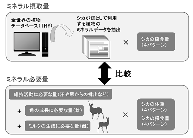 図1：シカのミネラル摂取量と必要量を比較する方法
