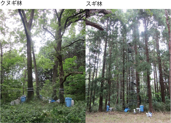 図1：クヌギ林とスギ林における雨水による林床への物質供給量の観測風景