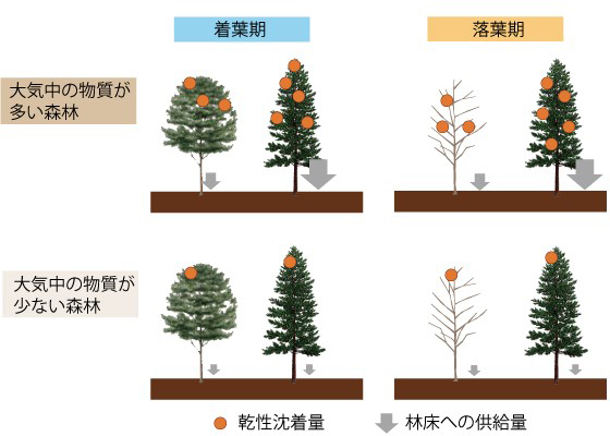 図2：樹種間での葉の形状や落葉期における葉残存の違い