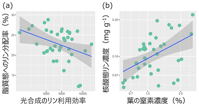 図2：光合成のリン利用効率と脂質態へのリン分配率の関係