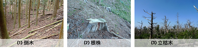 写真：枯死木の構成要素