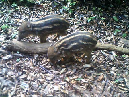 写真：リュウキュウイノシシの当年仔