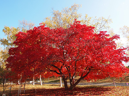 写真：ハウチワカエデ紅葉