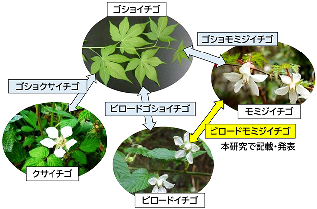 図1：本研究で種間雑種であることが証明された4種のキイチゴ