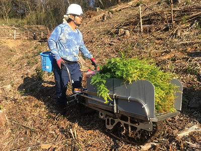 写真2：電動クローラ型1輪車による苗木運搬作業